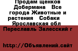 Продам щенков Добермана - Все города Животные и растения » Собаки   . Ярославская обл.,Переславль-Залесский г.